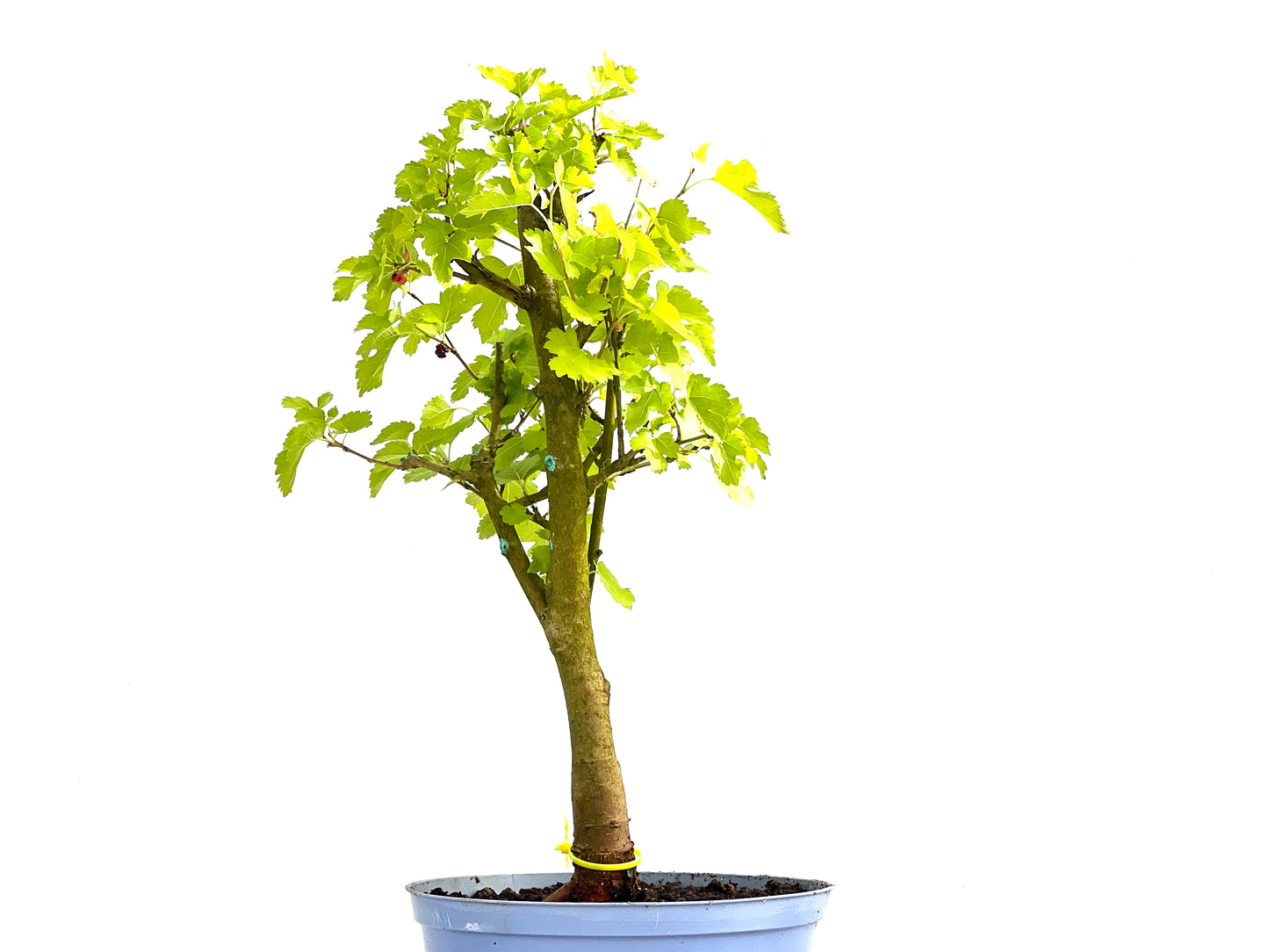 Morus Alba 0041