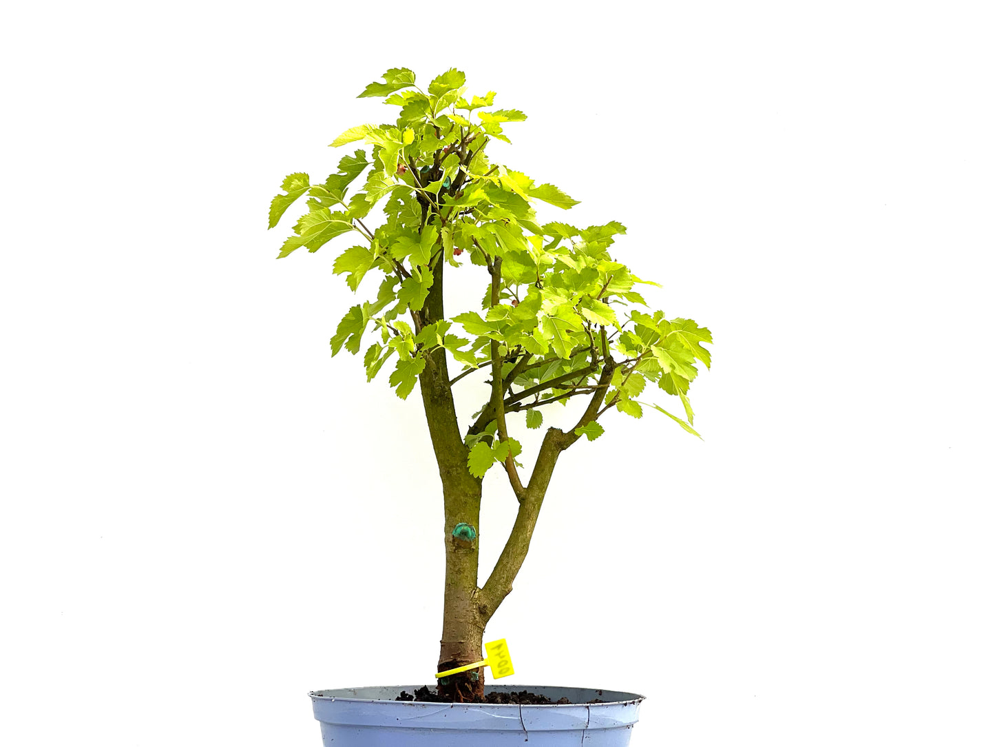 Morus Alba 0041
