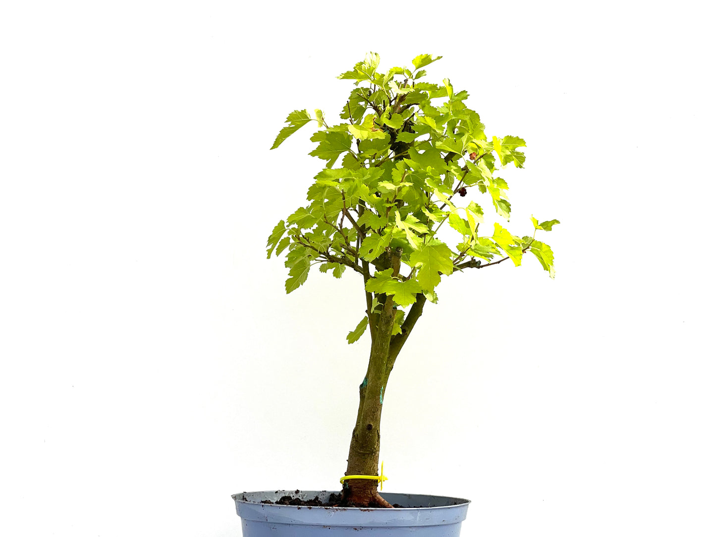 Morus Alba 0041