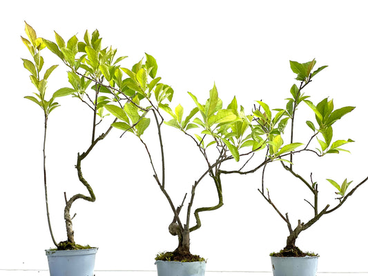 Ilex Verticillata (aleatorio)