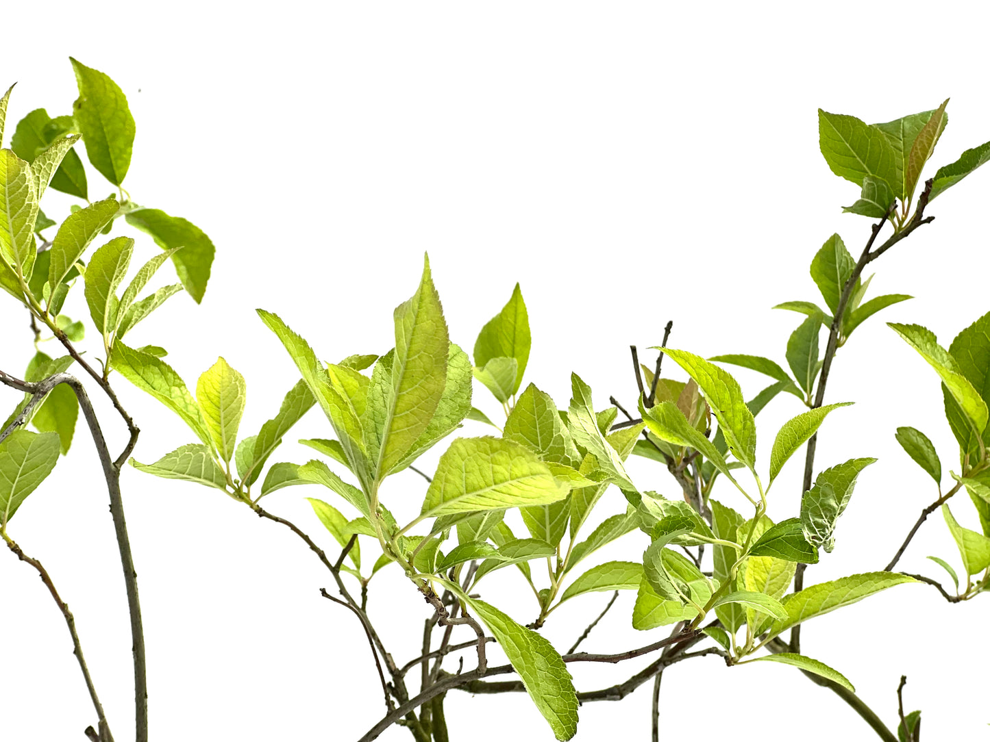 Ilex Verticillata (aleatorio)
