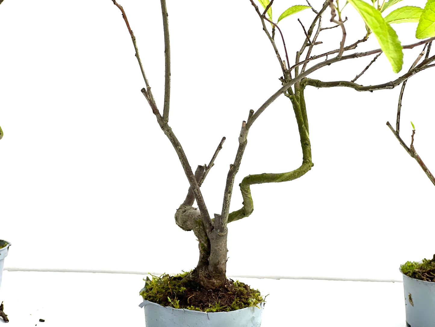 Ilex Verticillata (aleatorio)