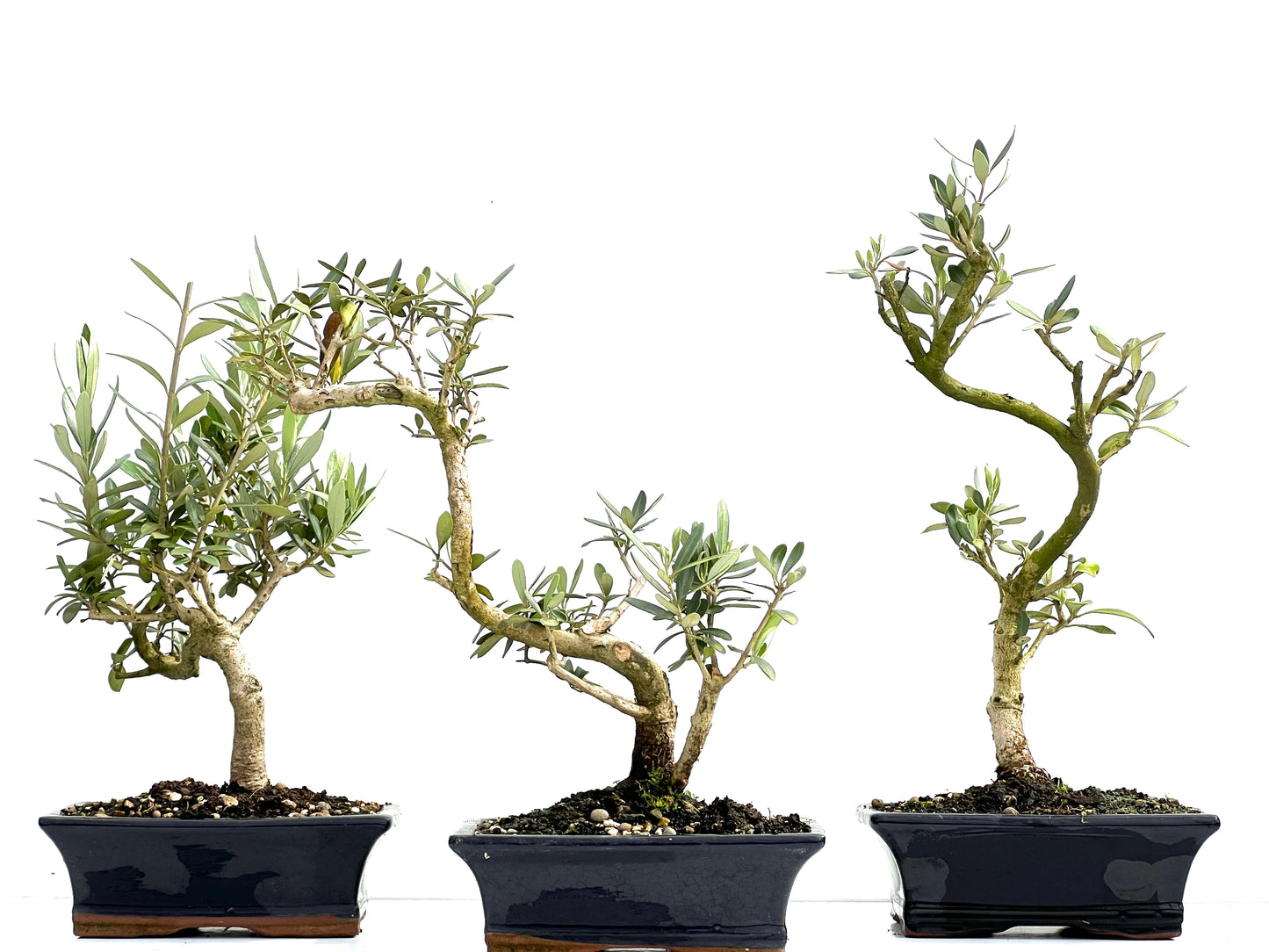 Olea Europaea 19 cm (aleatorio)