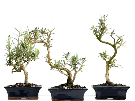 Olea Europaea 19 cm (aleatorio)