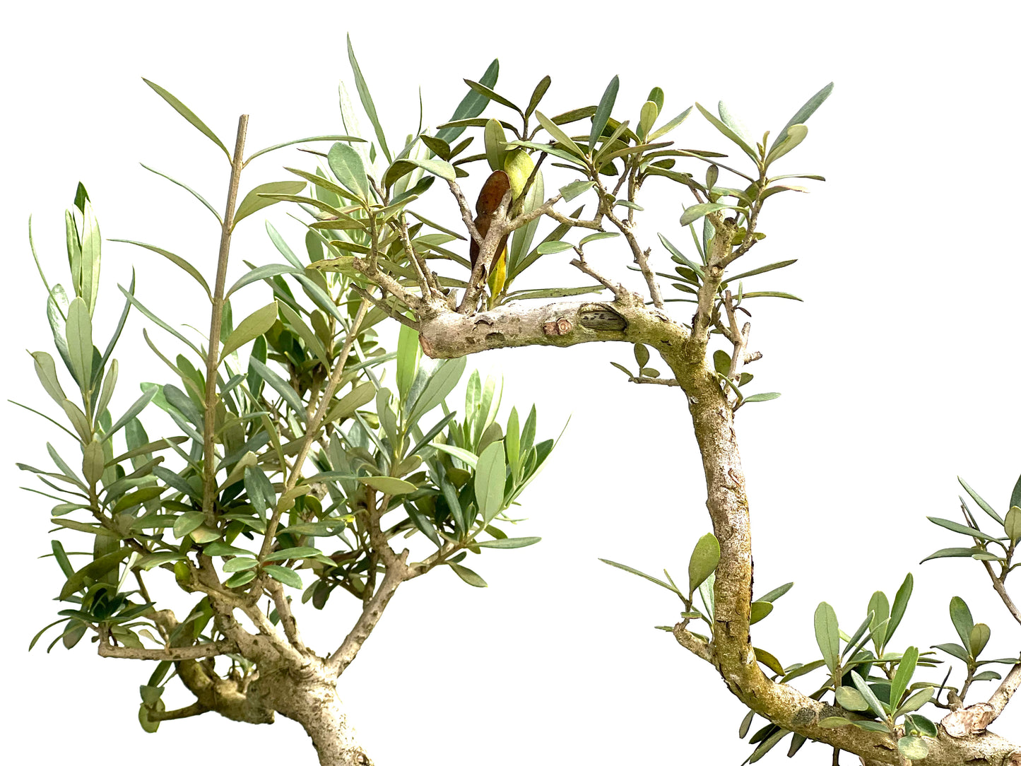 Olea Europaea 19 cm (aleatorio)