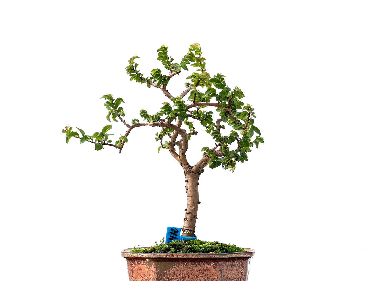 Ulmus Parvifolia 2412