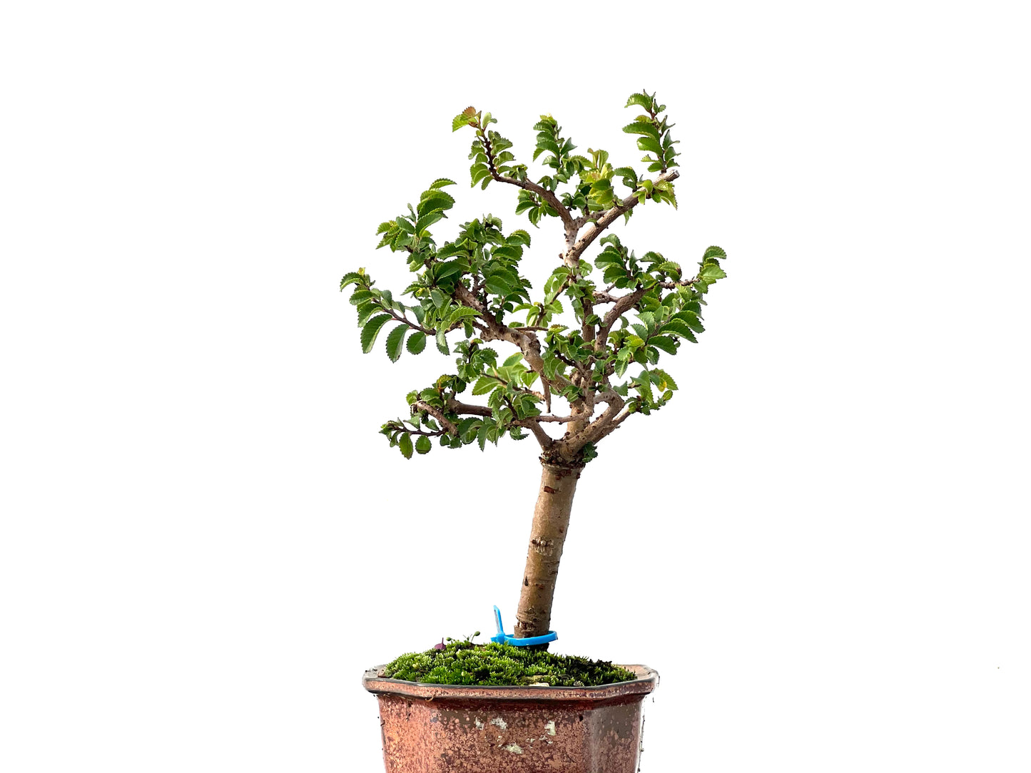 Ulmus Parvifolia 2412