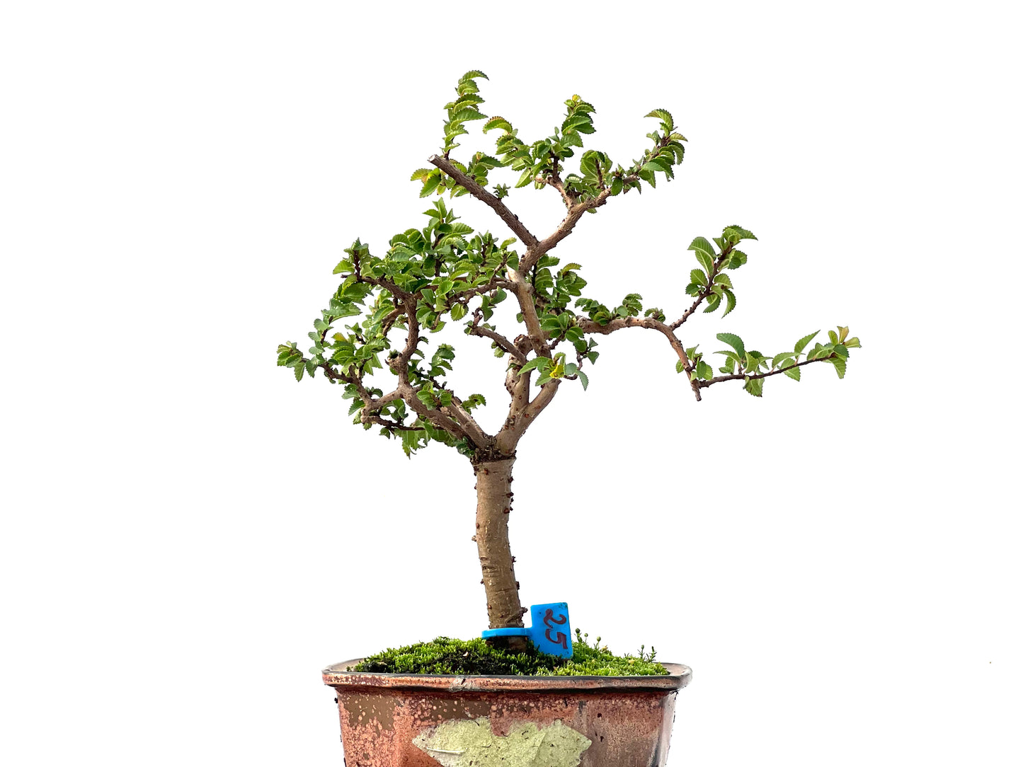 Ulmus Parvifolia 2412