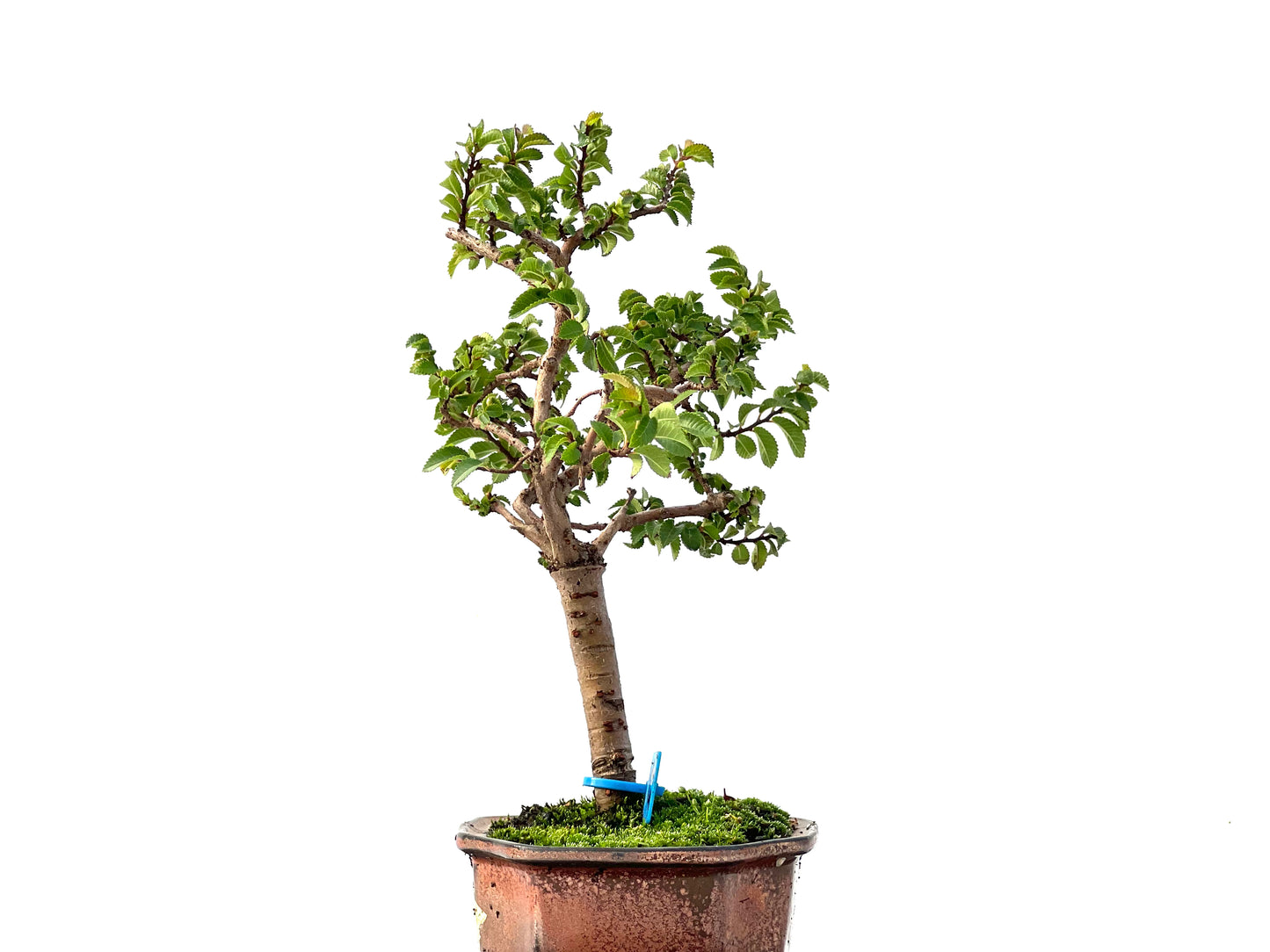 Ulmus Parvifolia 2412