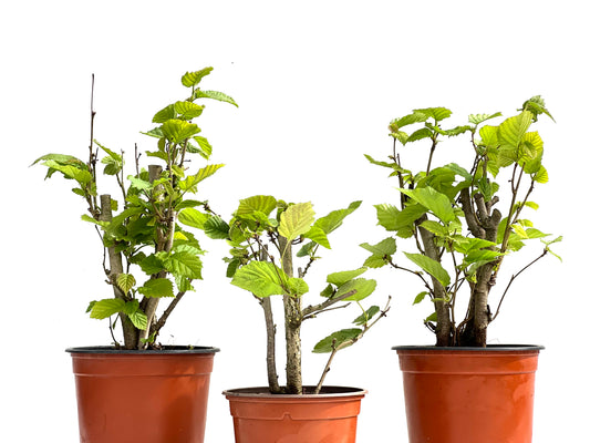 Corylus 12 cm (aleatorio)