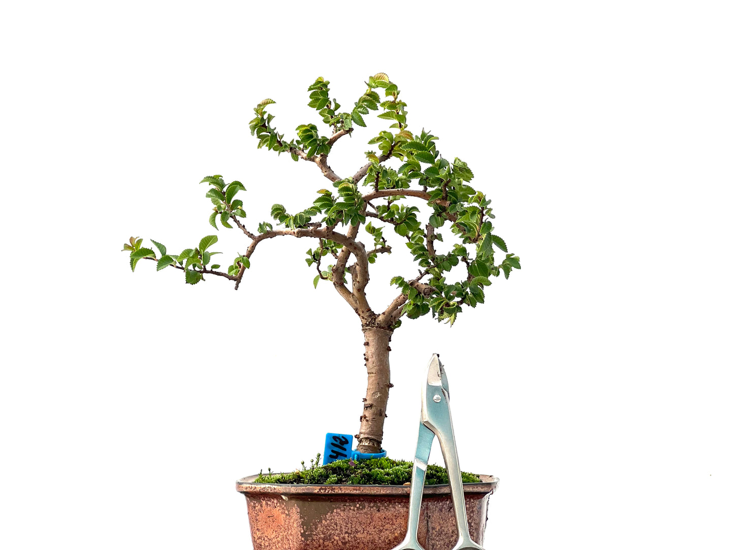Ulmus Parvifolia 2412