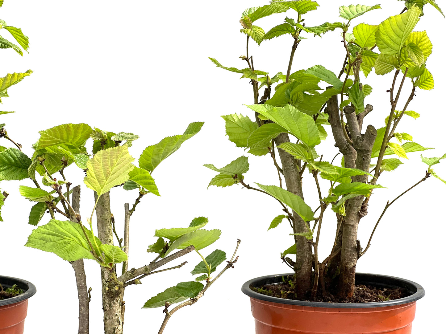 Corylus 12 cm (aleatorio)