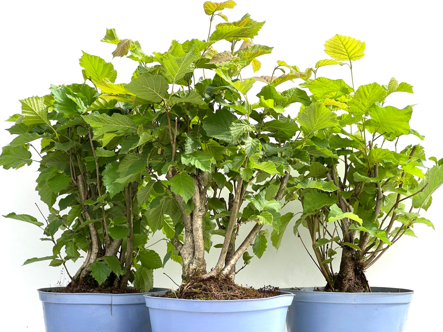 Corylus 22 cm (aleatorio)