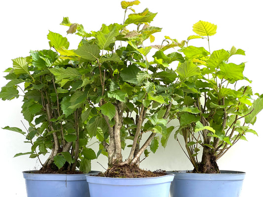 Corylus 22 cm (aleatorio)