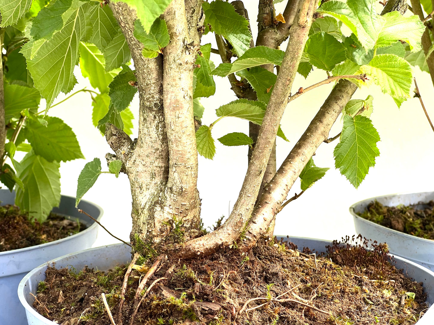Corylus 22 cm (aleatorio)