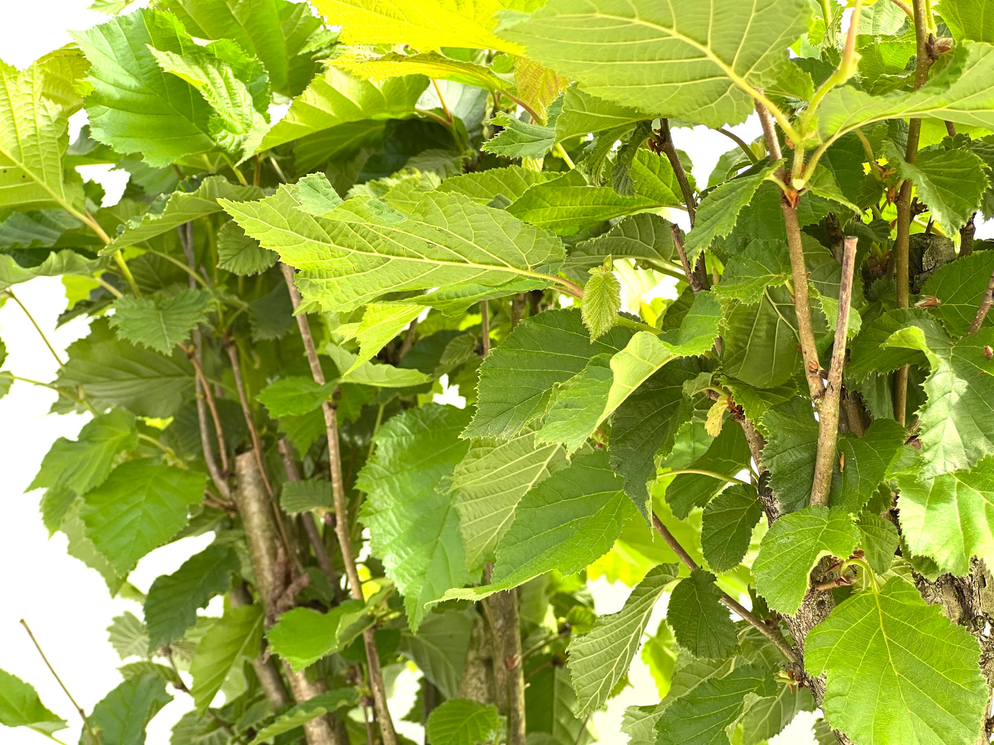 Corylus 22 cm (aleatorio)