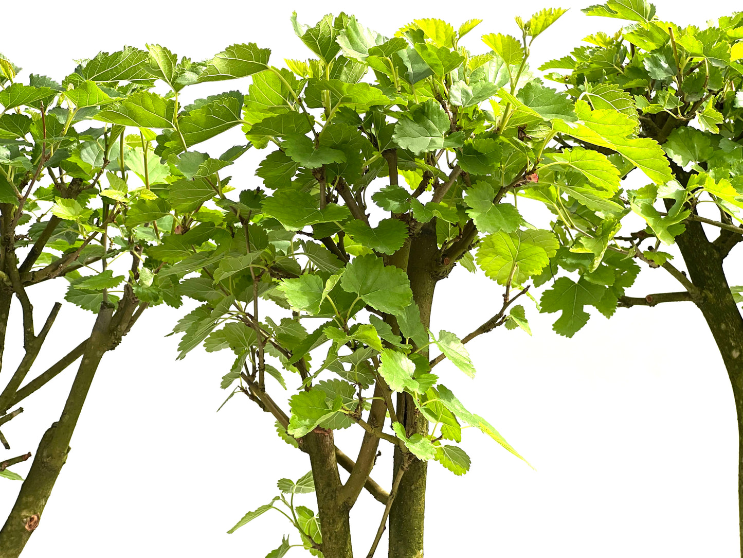Morus Alba 22 cm (aleatorio)