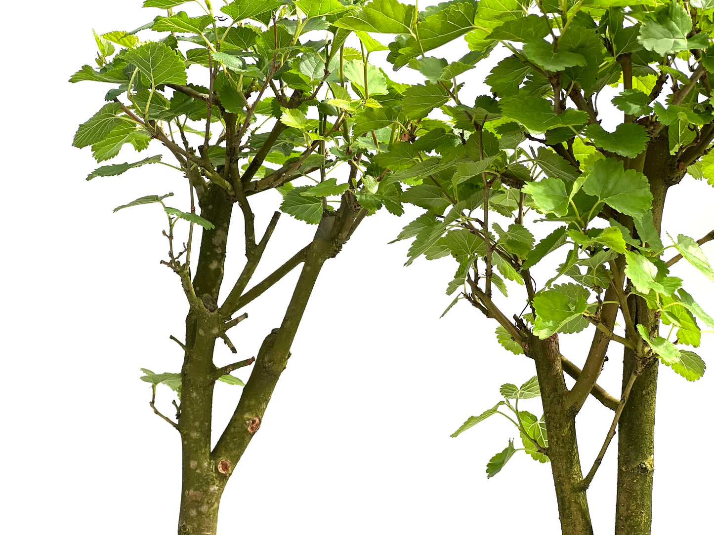 Morus Alba 22 cm (aleatorio)