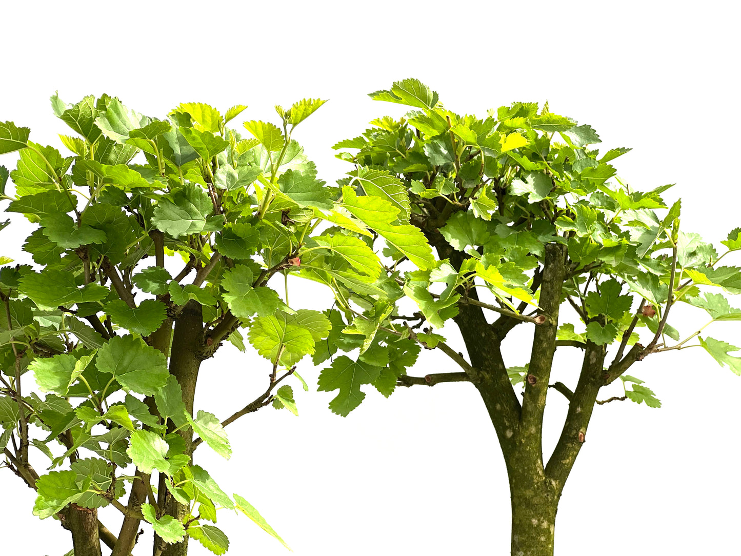 Morus Alba 22 cm (aleatorio)