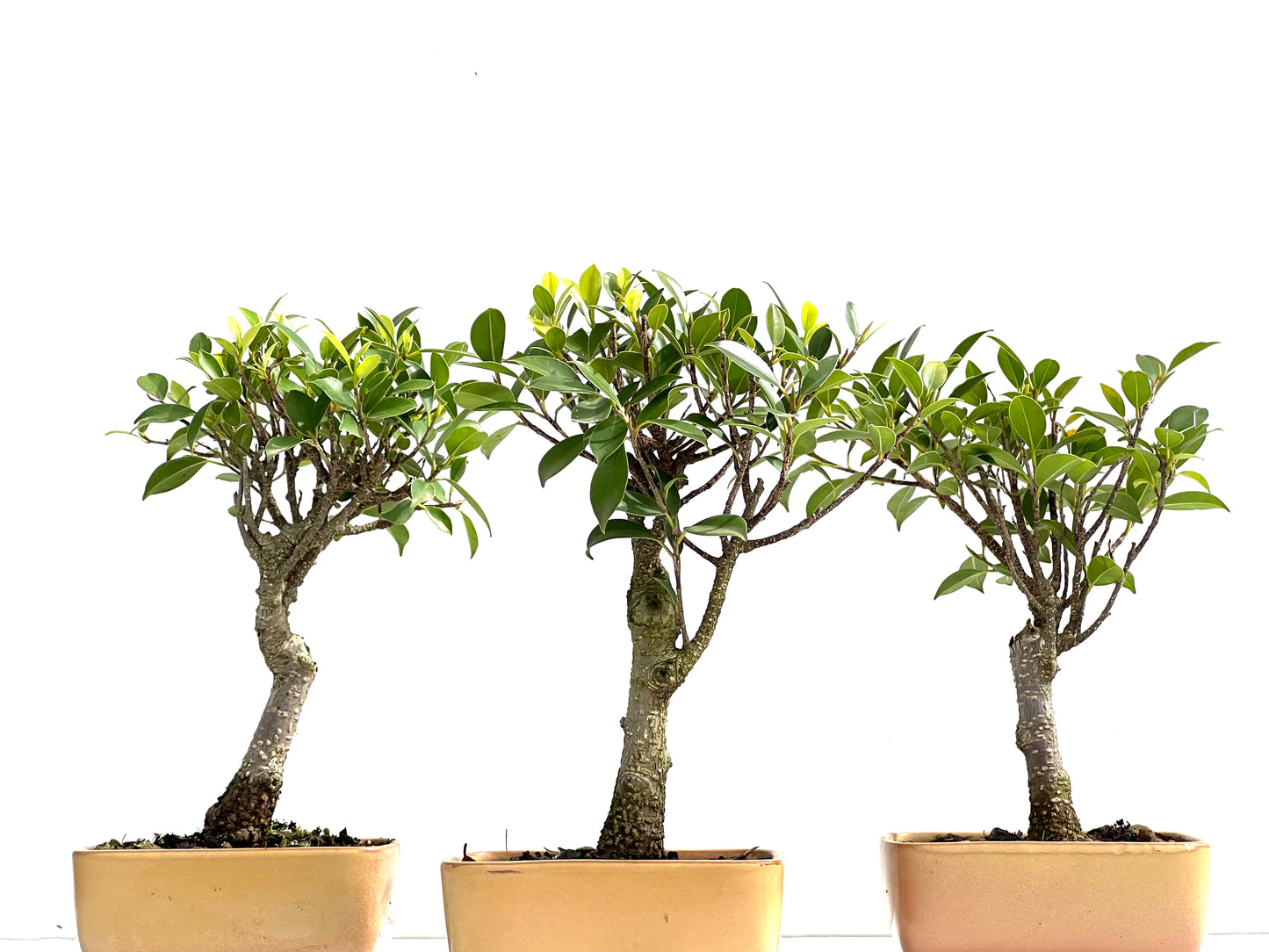 Ficus Tiger Bark 13 cm (aleatorio)