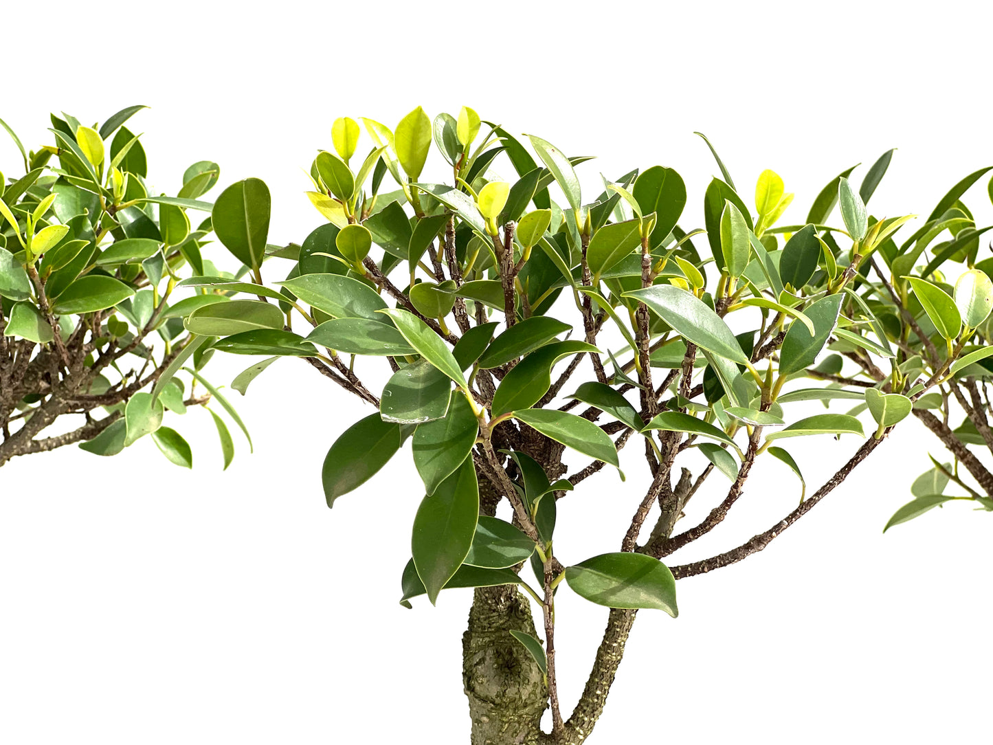 Ficus Tiger Bark 13 cm (aleatorio)