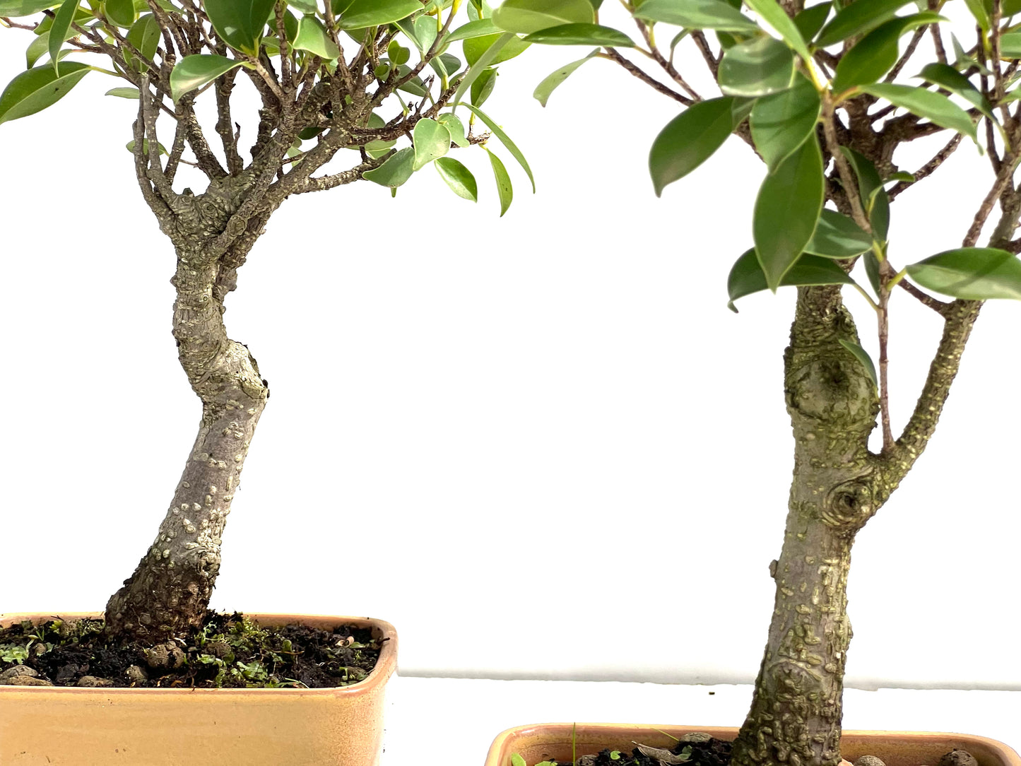 Ficus Tiger Bark 13 cm (aleatorio)