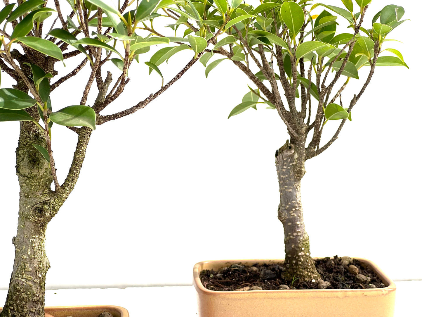 Ficus Tiger Bark 13 cm (aleatorio)