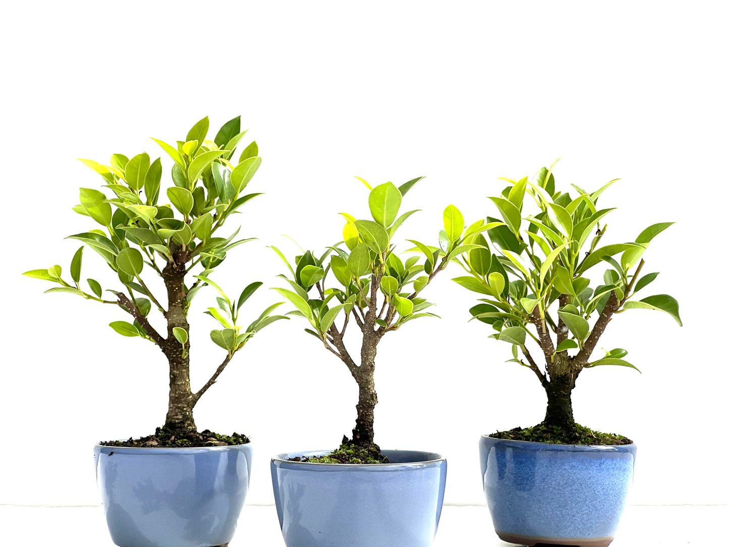 Ficus Tiger Bark 8 cm (aleatorio)