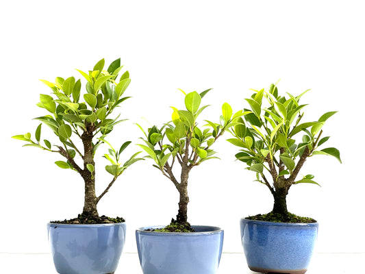 Ficus Tiger Bark 8 cm (aleatorio)