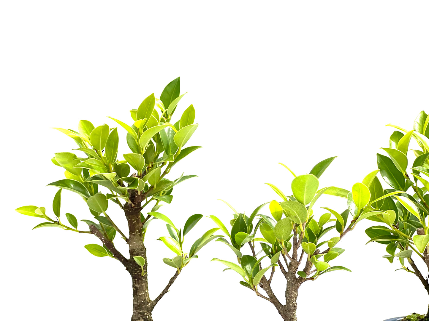 Ficus Tiger Bark 8 cm (aleatorio)
