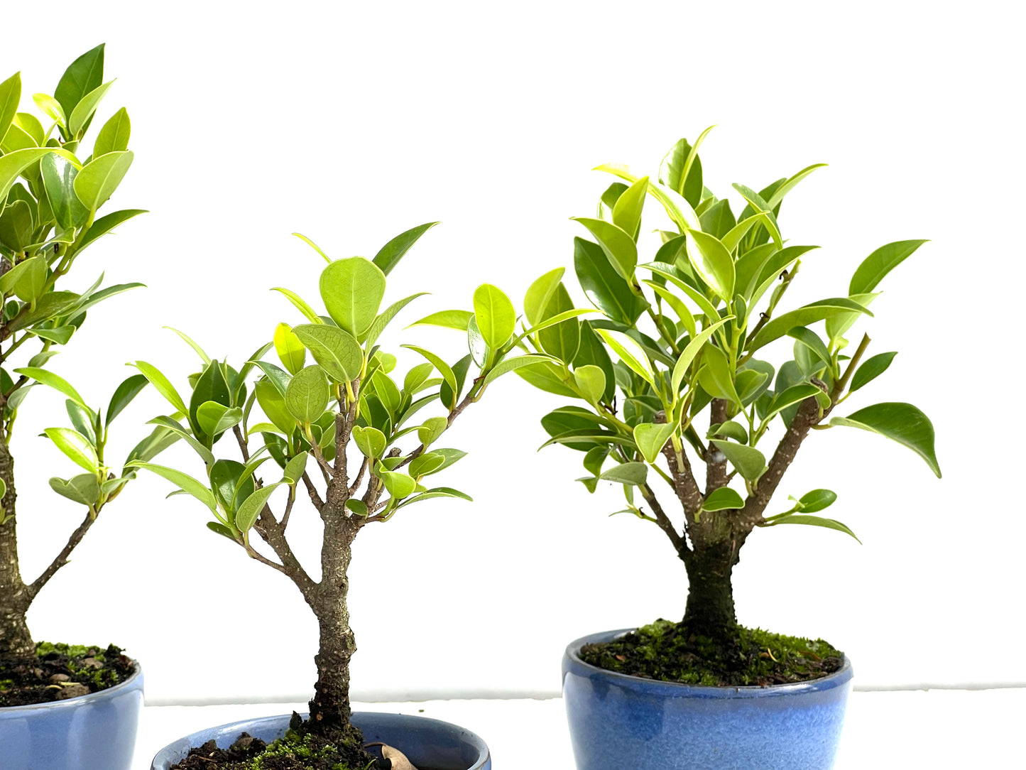 Ficus Tiger Bark 8 cm (aleatorio)