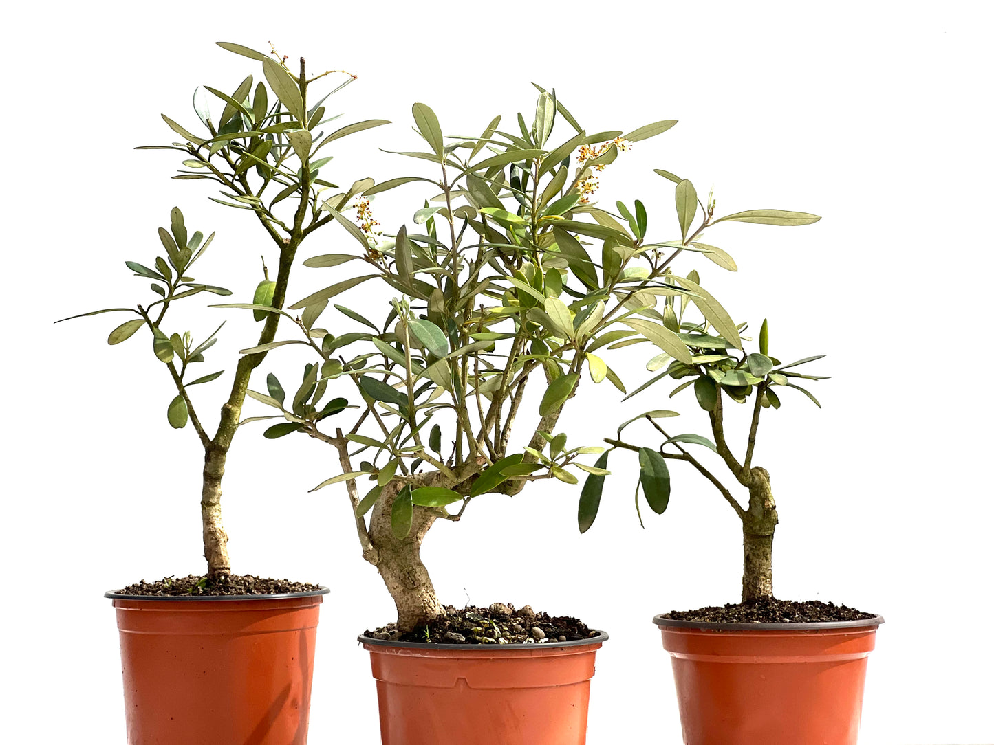 Olea Europaea 12 cm (aleatorio)