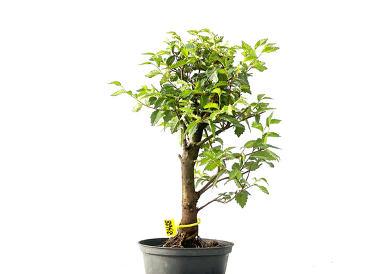 Ulmus Minor 2428