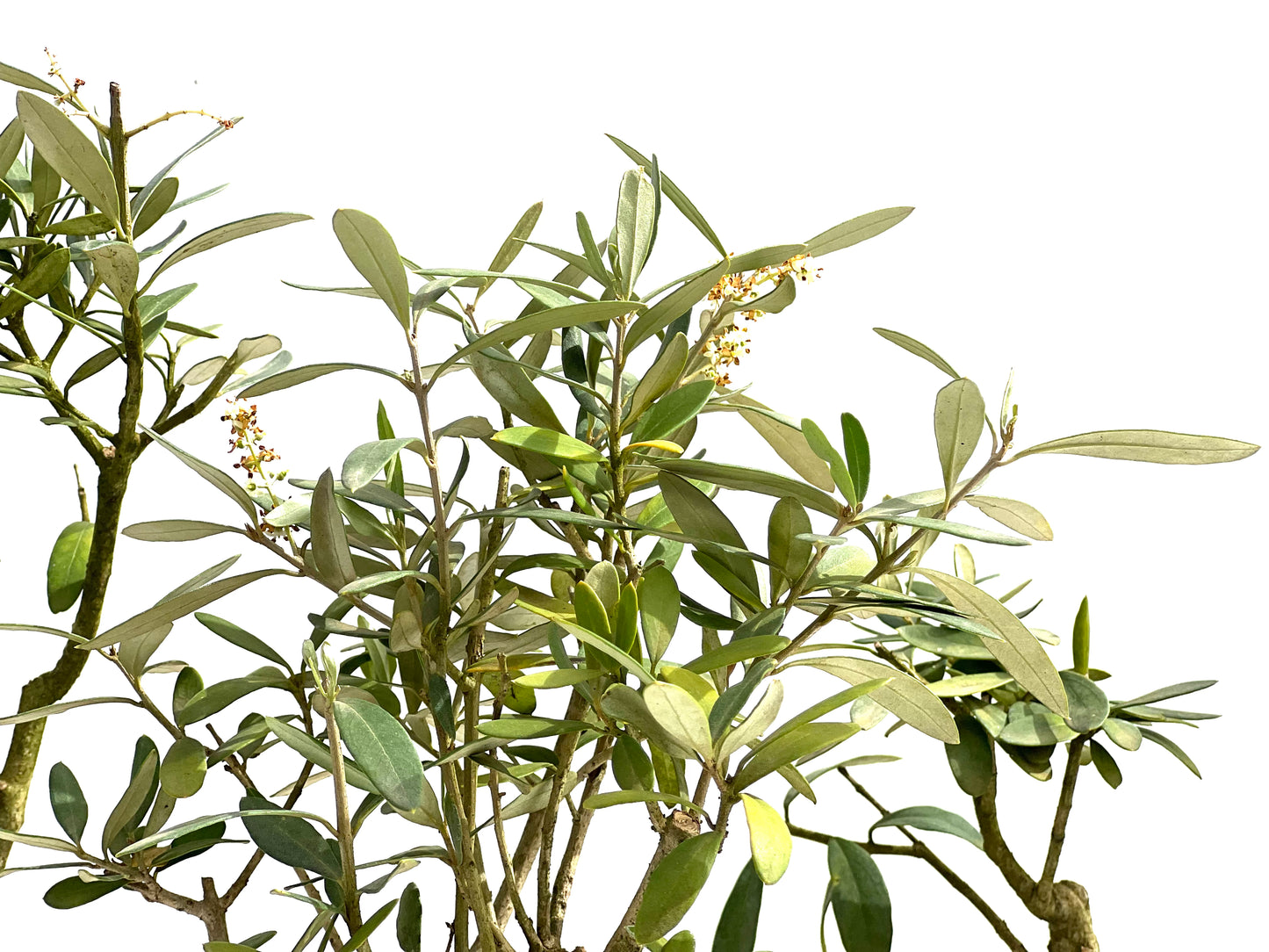 Olea Europaea 12 cm (aleatorio)