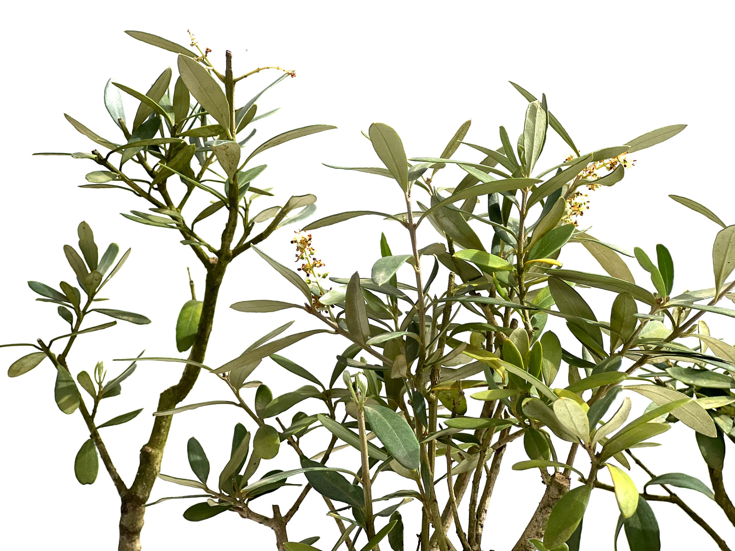 Olea Europaea 12 cm (aleatorio)