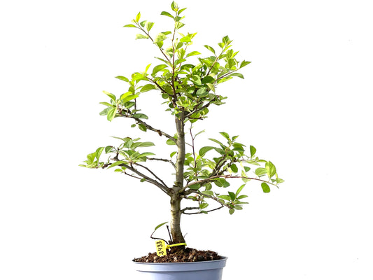 Malus Everest 2433