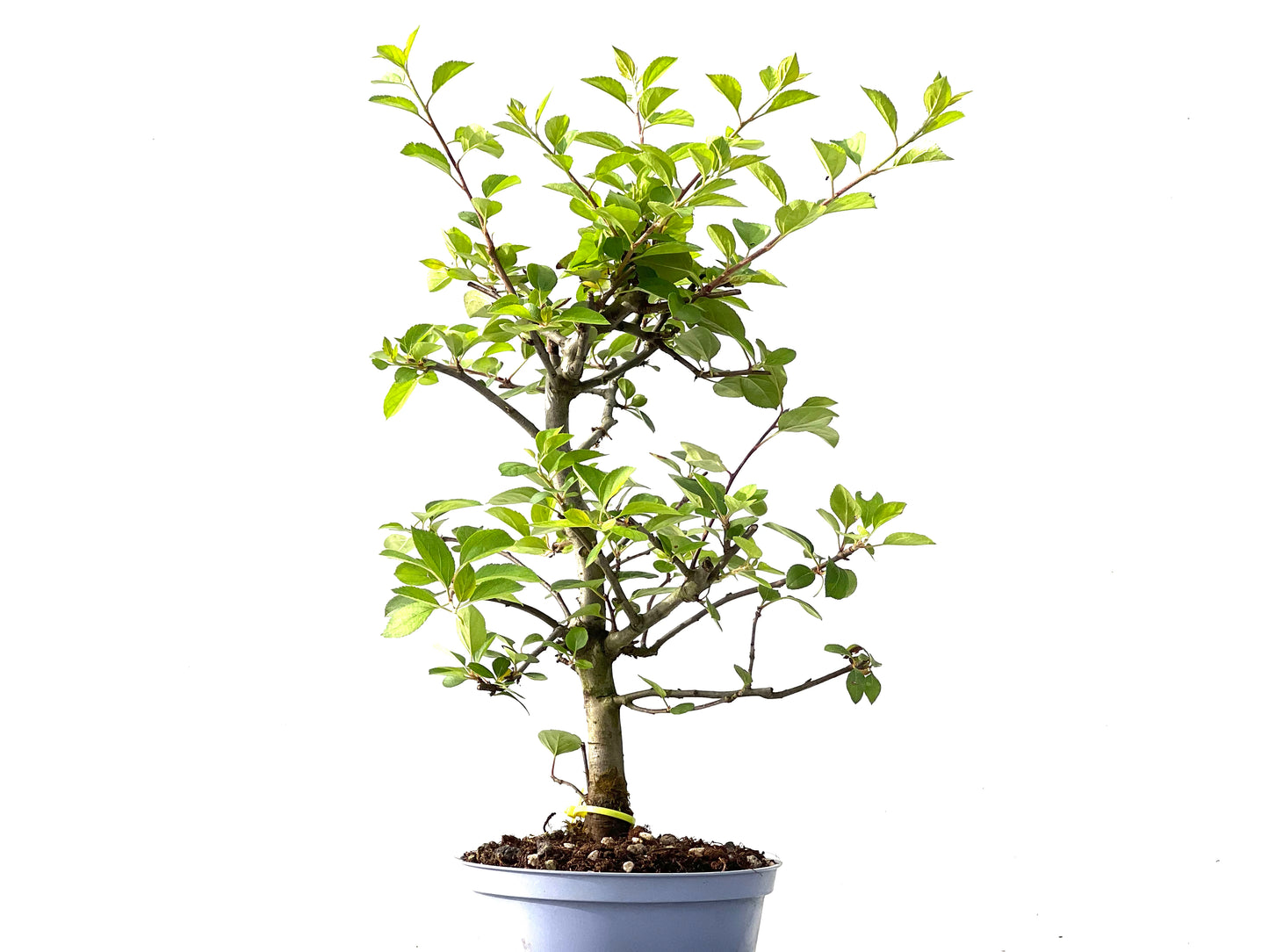 Malus Everest 2433