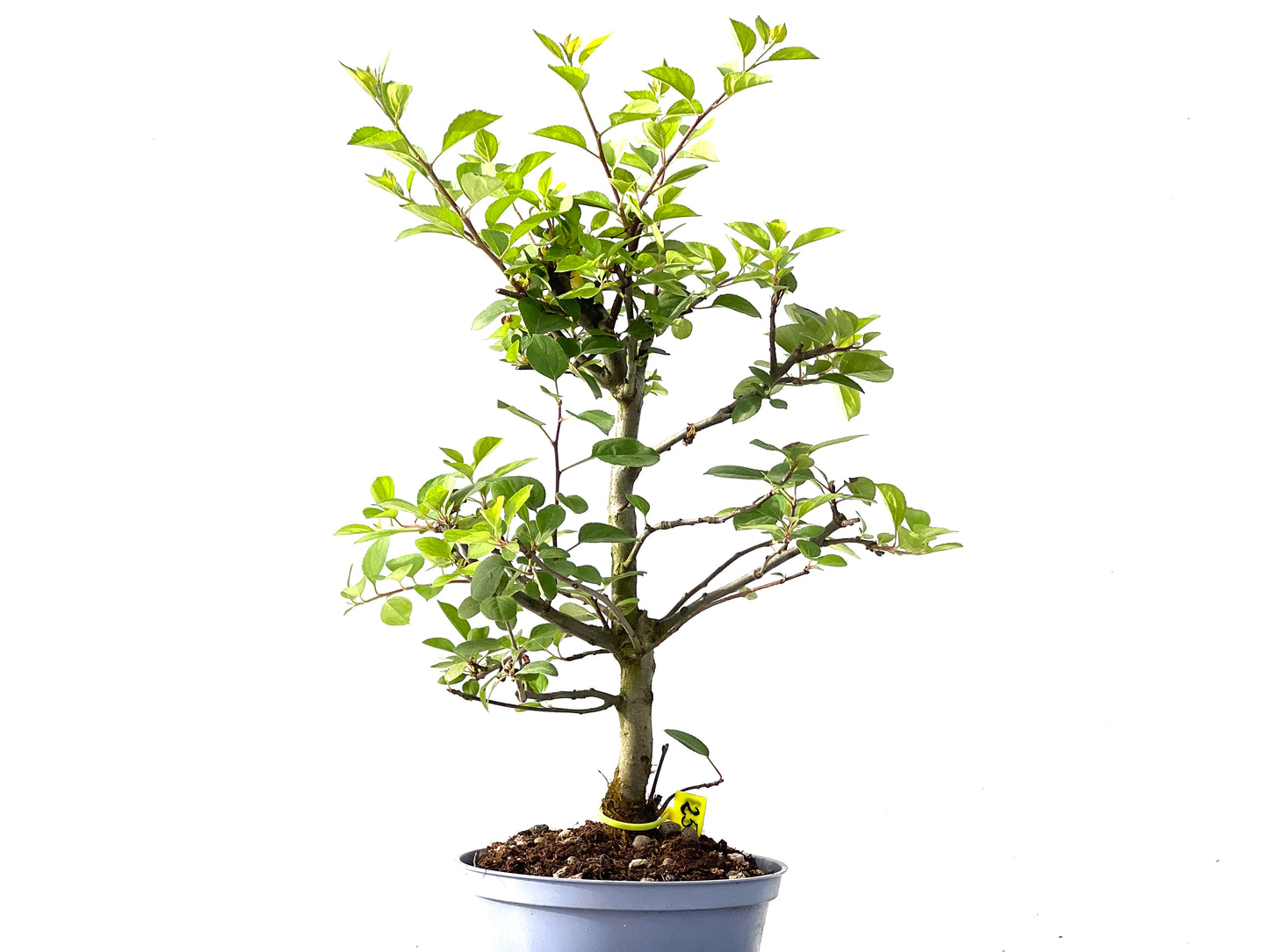 Malus Everest 2433