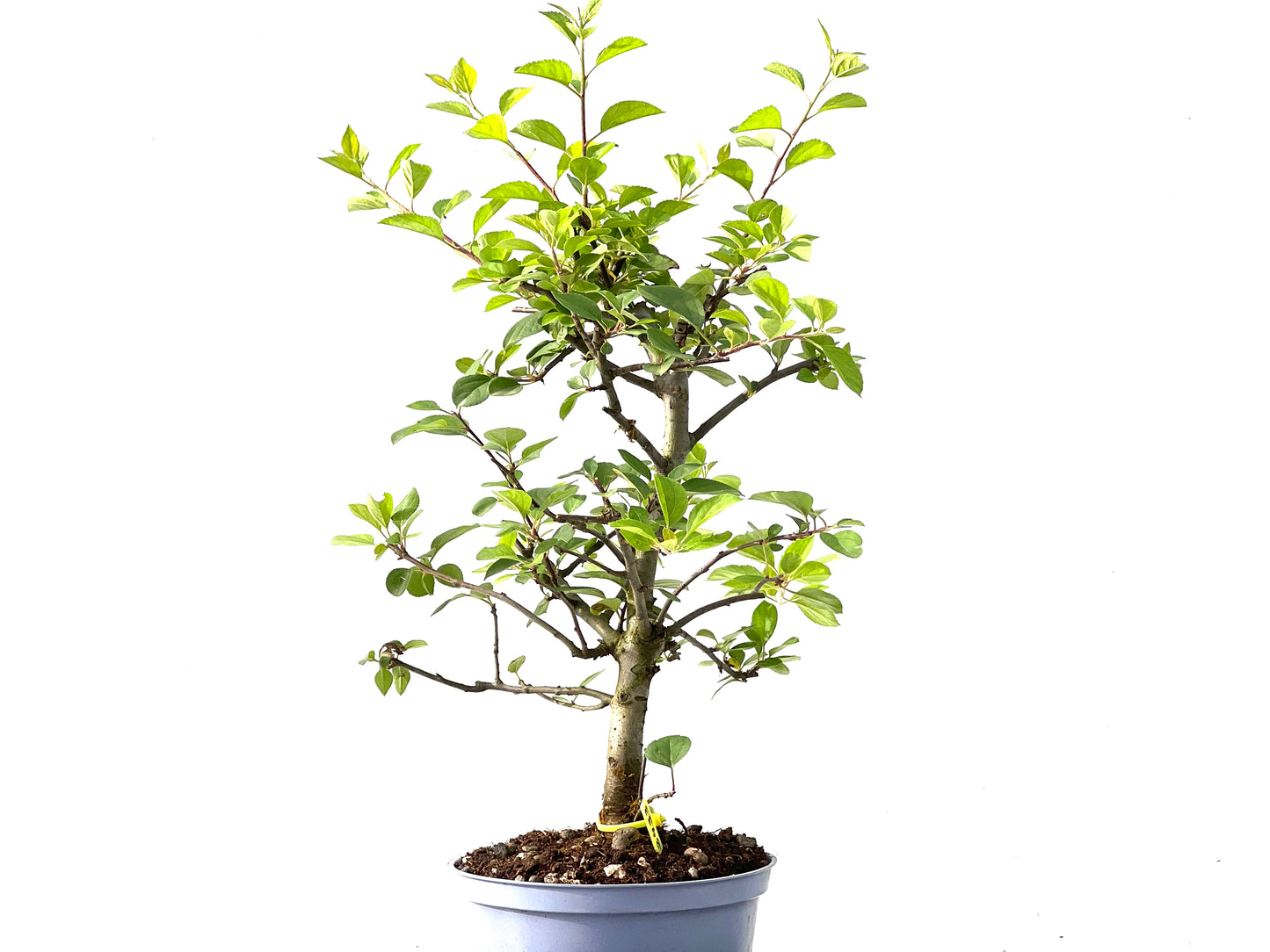 Malus Everest 2433