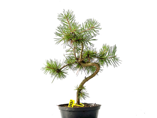 Pinus Sylvestris 2431