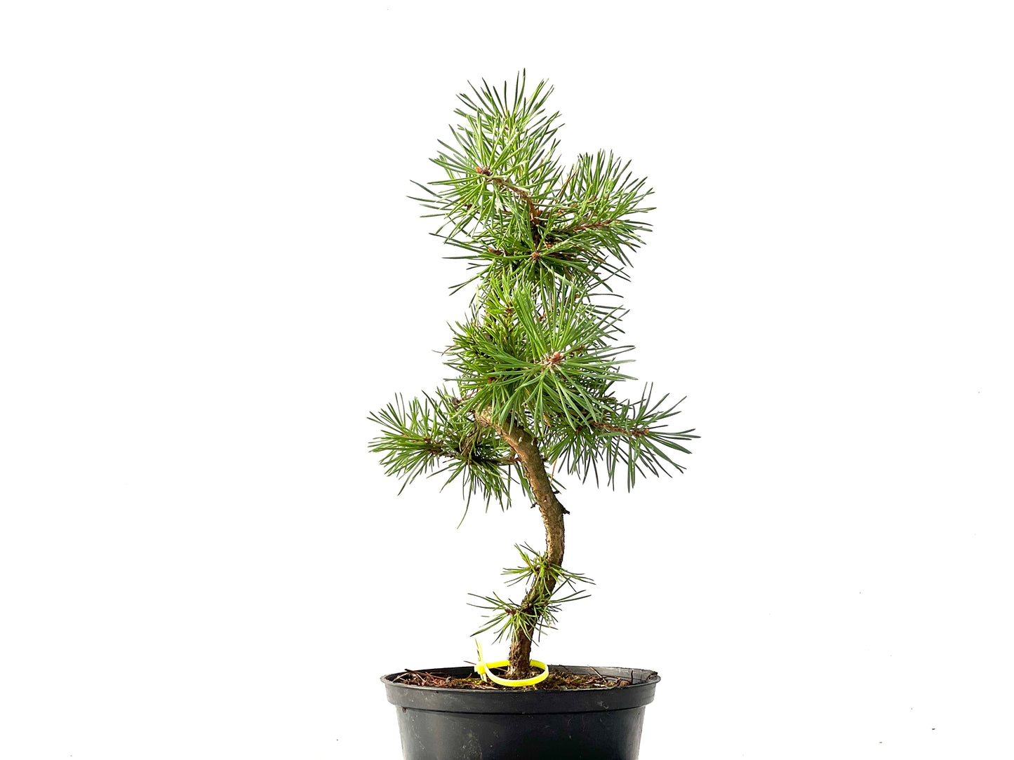 Pinus Sylvestris 2431