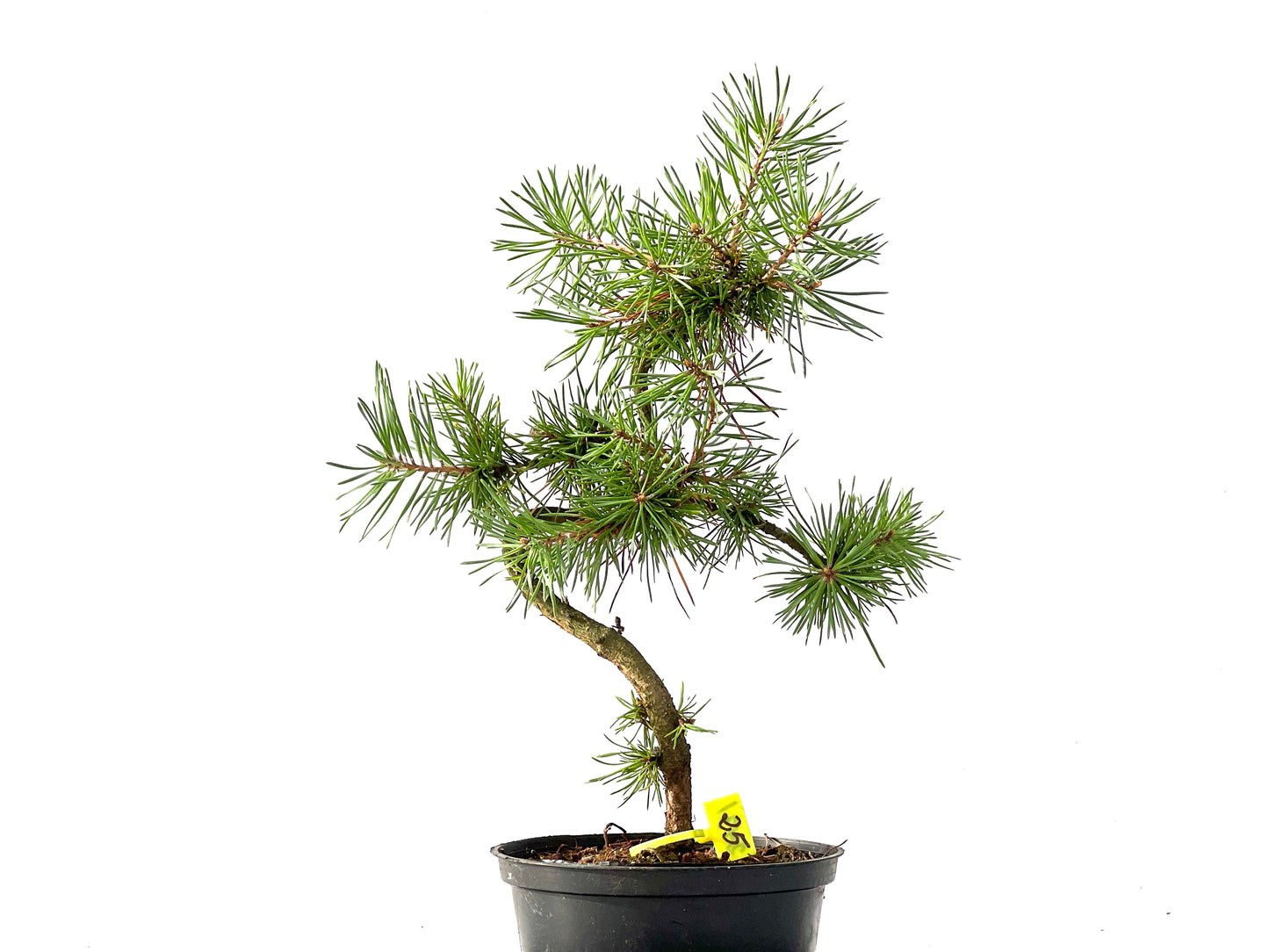 Pinus Sylvestris 2431