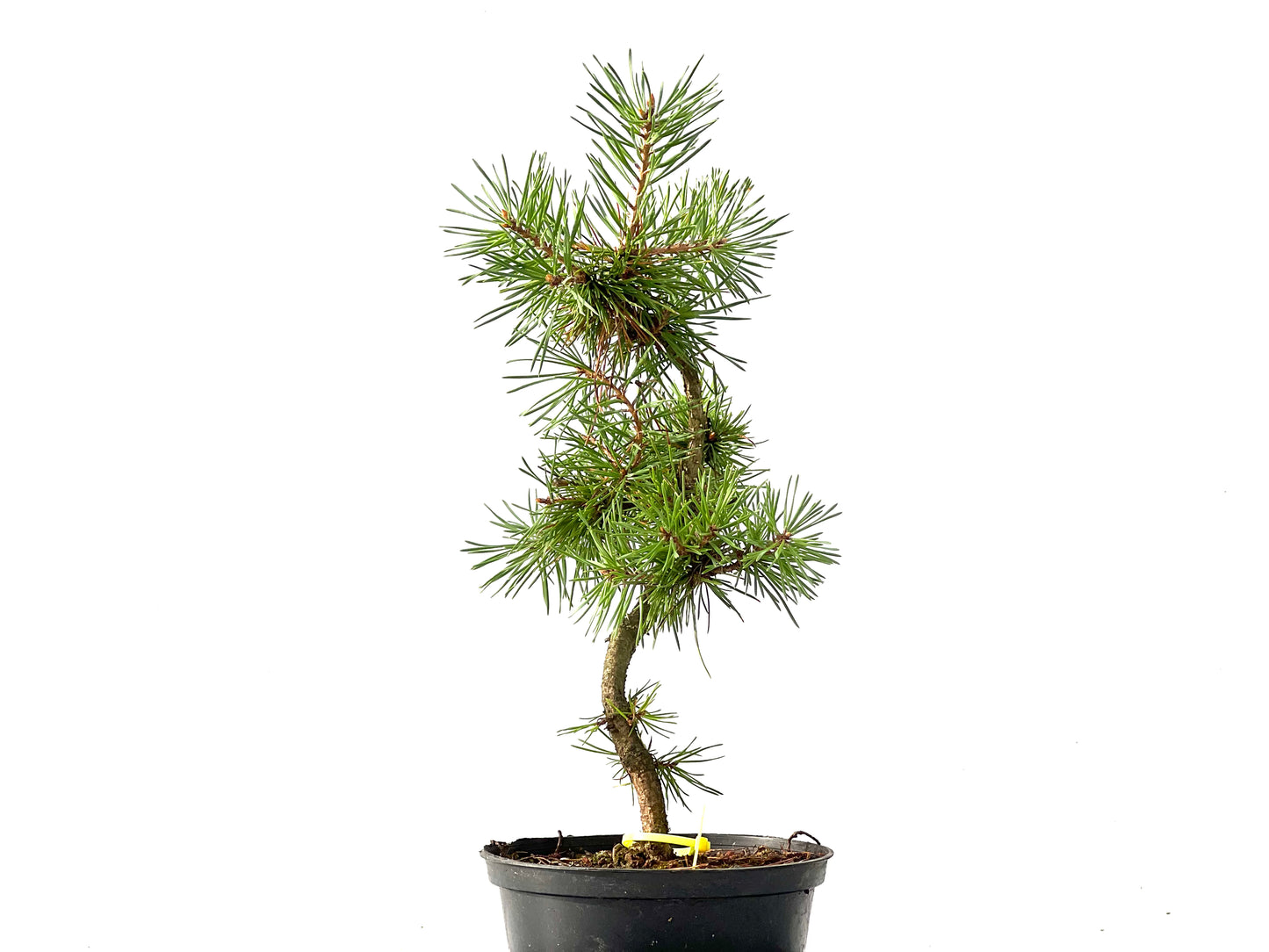 Pinus Sylvestris 2431