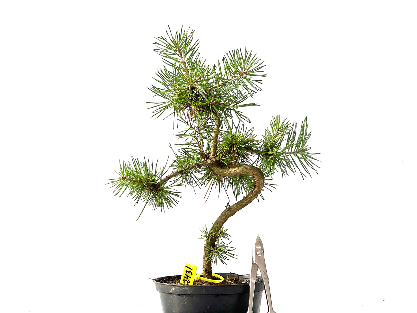 Pinus Sylvestris 2431