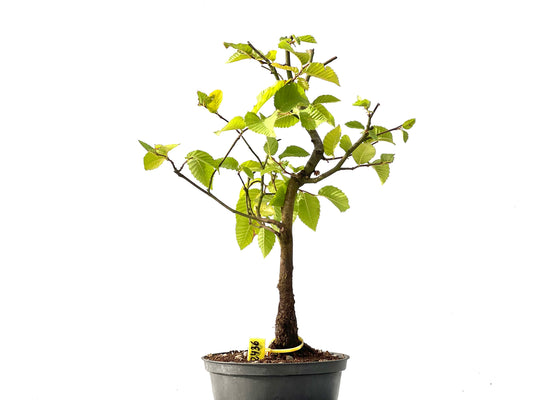 Carpinus Betulus 2436