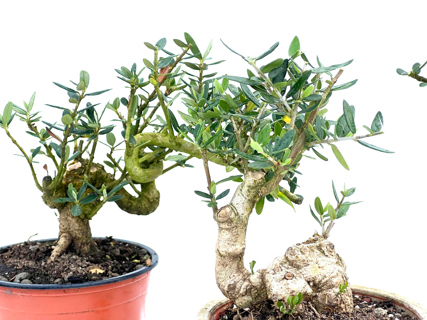 Olea Europaea Sylvestris 13 cm (aleatorio)