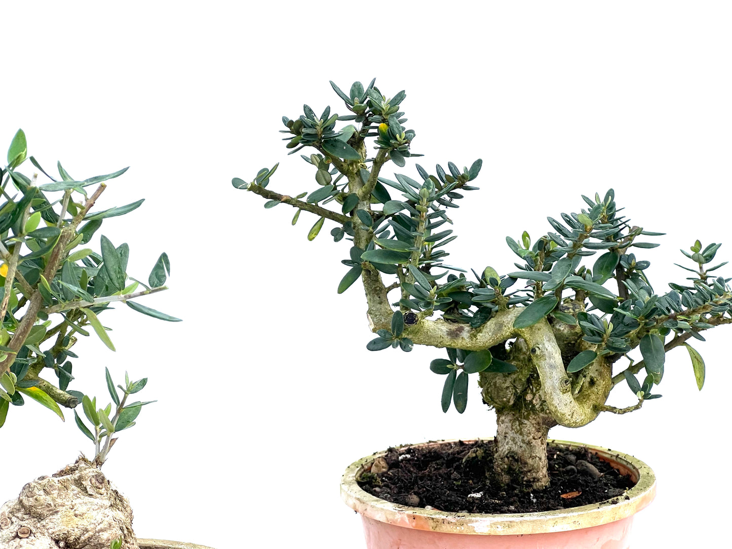 Olea Europaea Sylvestris 13 cm (aleatorio)