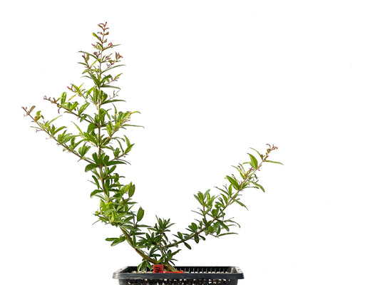 Punica Granatum Nejikan 2441