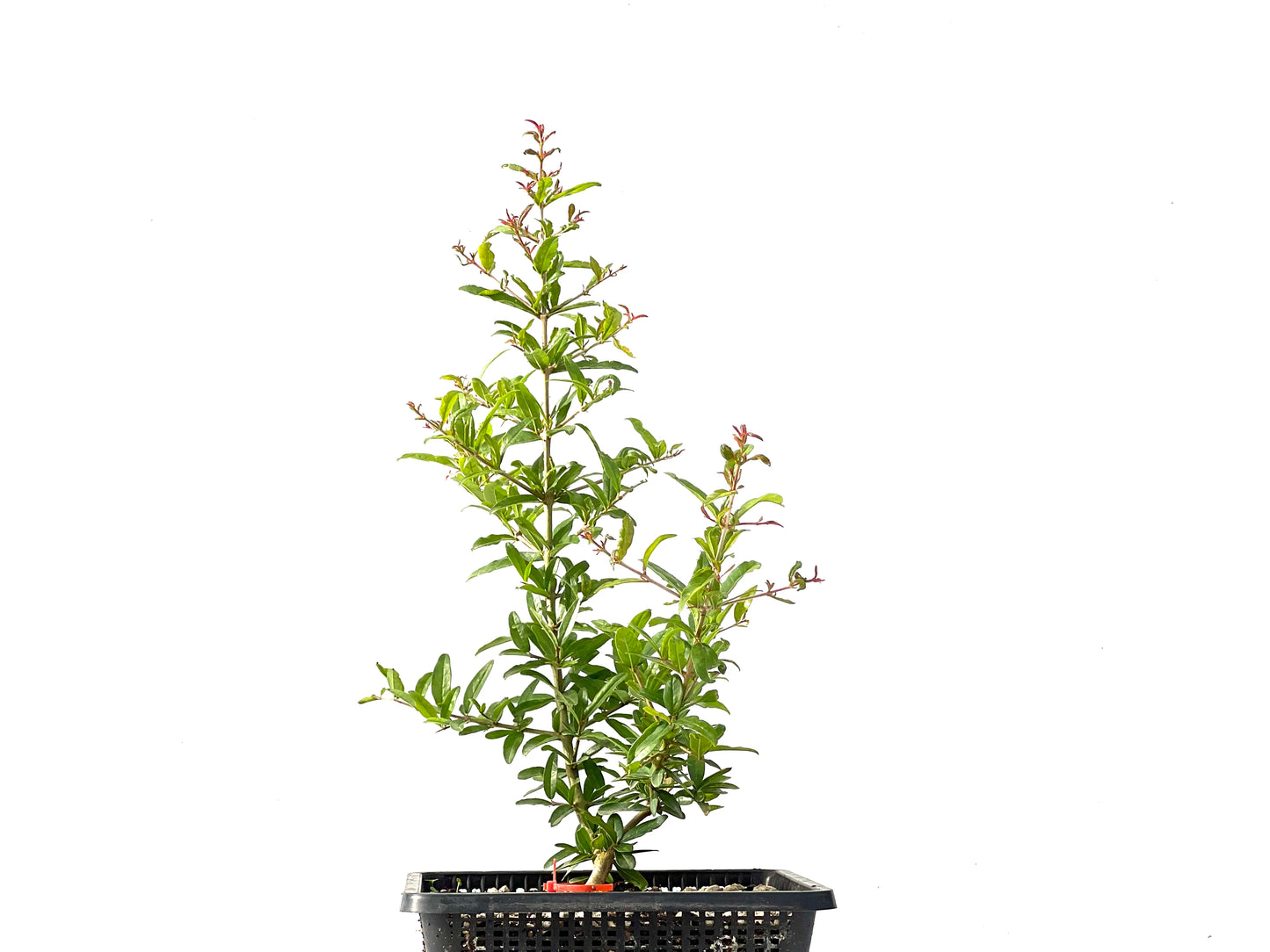 Punica Granatum Nejikan 2441