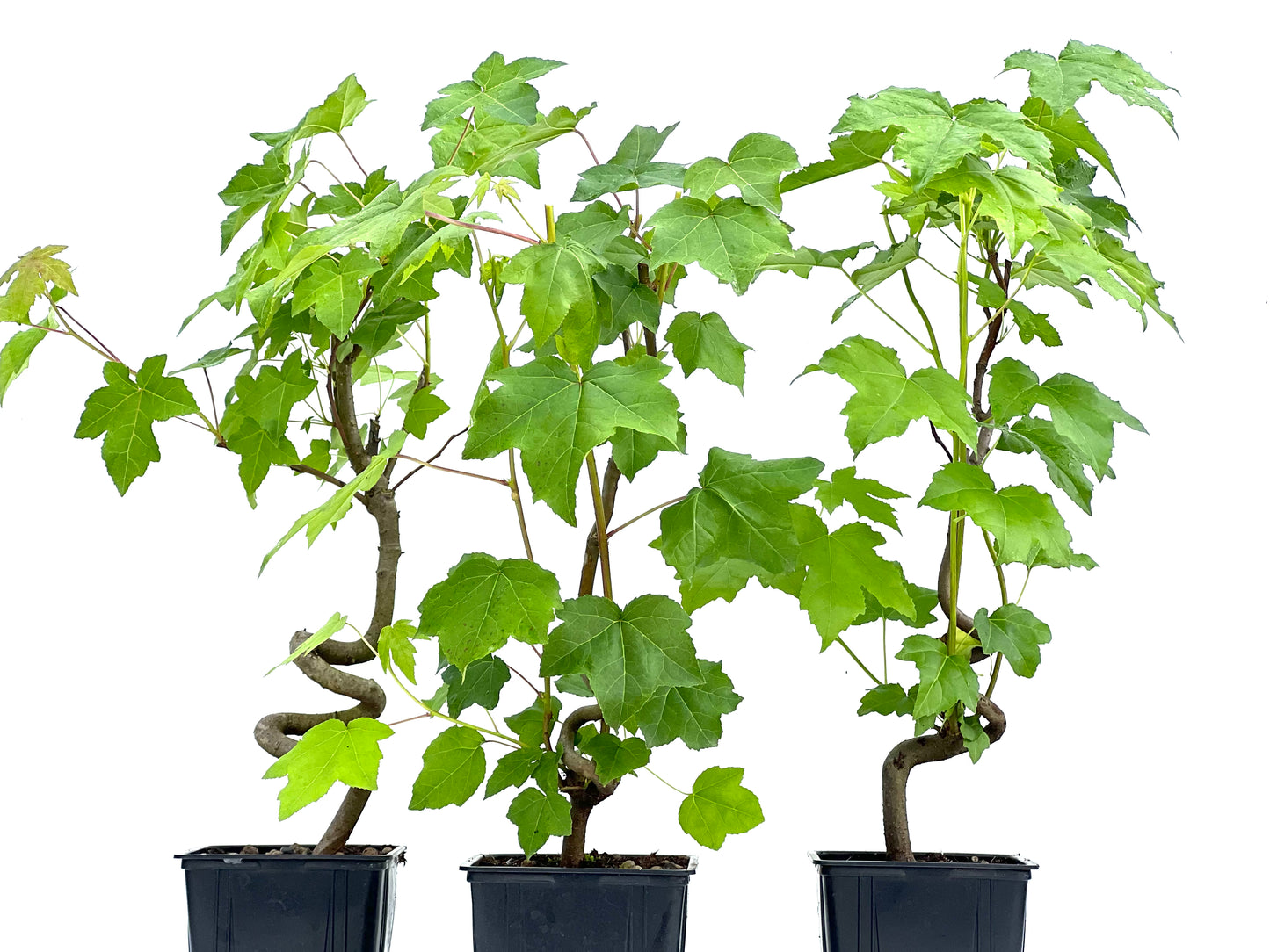 Liquidambar 11 cm (aleatorio)